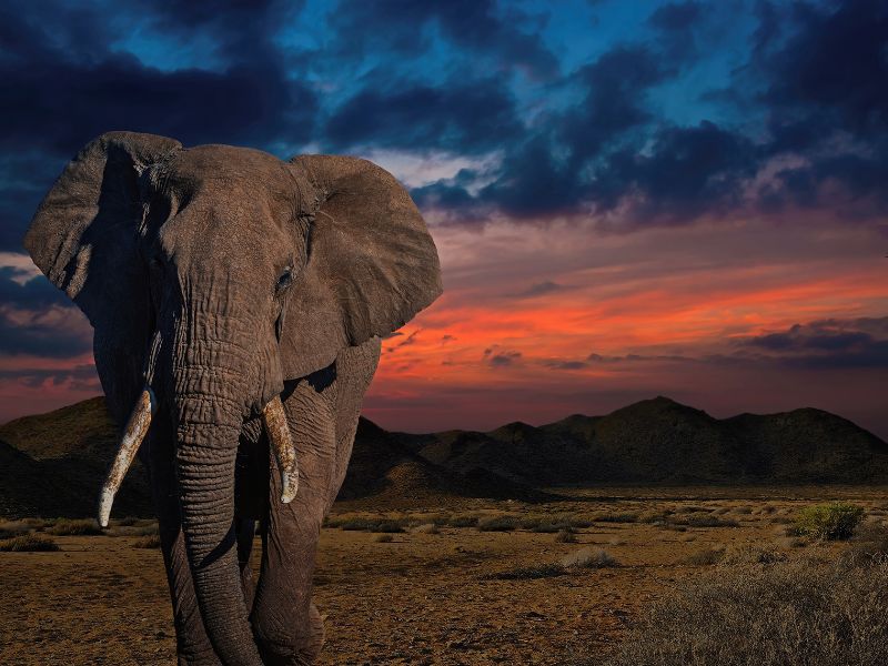 象は地球を救うことができるのか？ これらの荘厳な動物は大気中の炭素を捕獲する鍵となる